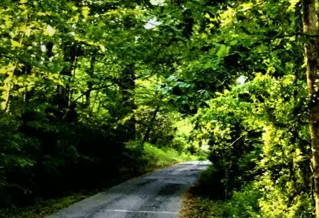 Being hopeful about the environment in 2021